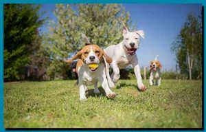 Dog daycare Butler NJ, 3 dogs running on field in dog daycare in Butler