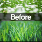 Benefits of Using Fiesta Turf Weed Killer are Easy to See