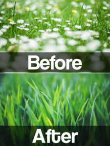 Fiesta turf weed killer before picture filled with weeds and after picture of lush green lawn 